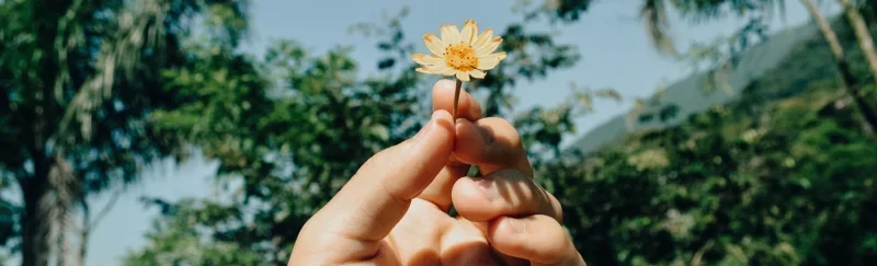 hand holding a small yellow flower